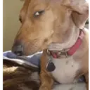 స్టికర్