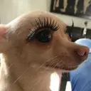 স্টিকার