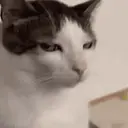 Կպչուն պիտակ