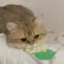 Կպչուն պիտակ