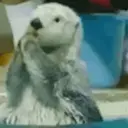 Կպչուն պիտակ