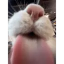 Կպչուն պիտակ