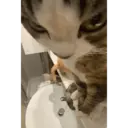 Կպչուն պիտակ