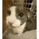 Կպչուն պիտակ