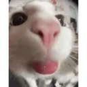 Կպչուն պիտակ