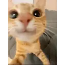 Կպչուն պիտակ