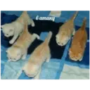 স্টিকার