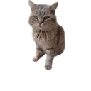 Կպչուն պիտակ