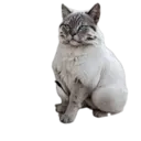 Կպչուն պիտակ