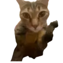 Կպչուն պիտակ