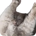 Կպչուն պիտակ