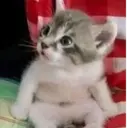 ස්ටිකර්