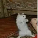 ස්ටිකර්