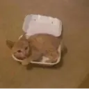 ස්ටිකර්