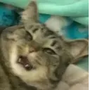 ස්ටිකර්