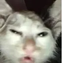 ස්ටිකර්