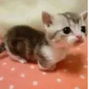 ස්ටිකර්