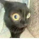 ස්ටිකර්