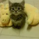 ස්ටිකර්