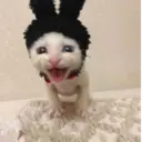 ස්ටිකර්