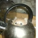 ස්ටිකර්