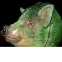 స్టికర్