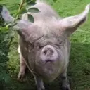 స్టికర్