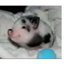 స్టికర్