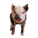 స్టికర్