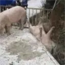 స్టికర్