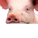 స్టికర్