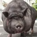 స్టికర్