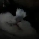 స్టికర్