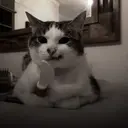 స్టికర్