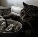 స్టికర్