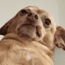 ස්ටිකර්