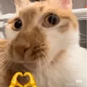 ස්ටිකර්