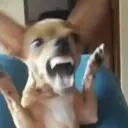 ස්ටිකර්