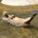 สติกเกอร์