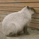 สติกเกอร์