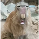 สติกเกอร์