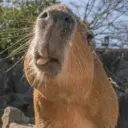 สติกเกอร์