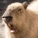 สติกเกอร์