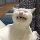 ස්ටිකර්