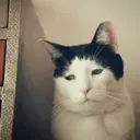 ස්ටිකර්