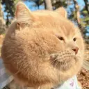 ස්ටිකර්