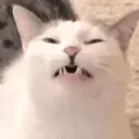 ස්ටිකර්