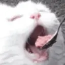 ස්ටිකර්