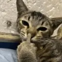 ස්ටිකර්