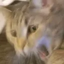 ස්ටිකර්